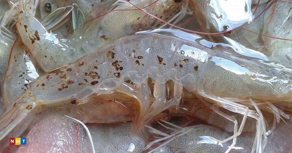 Tổng hợp 16 loại bệnh phổ biến trên tôm và biện pháp phòng ngừa