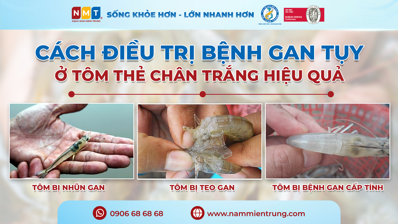 Bệnh Gan Ở Tôm: Nguyên Nhân, Triệu Chứng, Và Giải Pháp Hiệu Quả