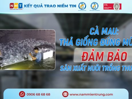 Thả giống đúng mùa vụ đảm bảo sản xuất nuôi trồng thuỷ sản